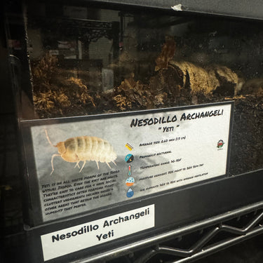 Nesodillo Archangeli Yeti Isopod Bin Label